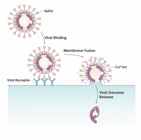 The coronavirus attaches to the host cell by way of the spike protein, which binds to a specific receptor on the host cell’s surface. The spike protein also contains parts that facilitate the fusion of the viral membrane with the host cell membrane to deliver the viral genome inside the cell. Calcium ions have been implicated in promoting this membrane fusion step through interactions with the fusion machinery.