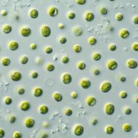 Algae-forestry, bioenergy mix may help make CO2 vanish from thin air