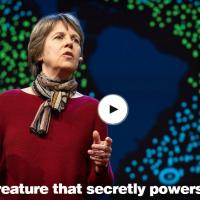Penny Chisholm |The tiny creature that secretly powers the planet 