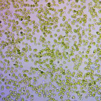Protein-rich microalgae can grow at the high CO2 levels in industrial exhaust 