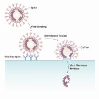 Researchers seek universal treatments to impede coronavirus